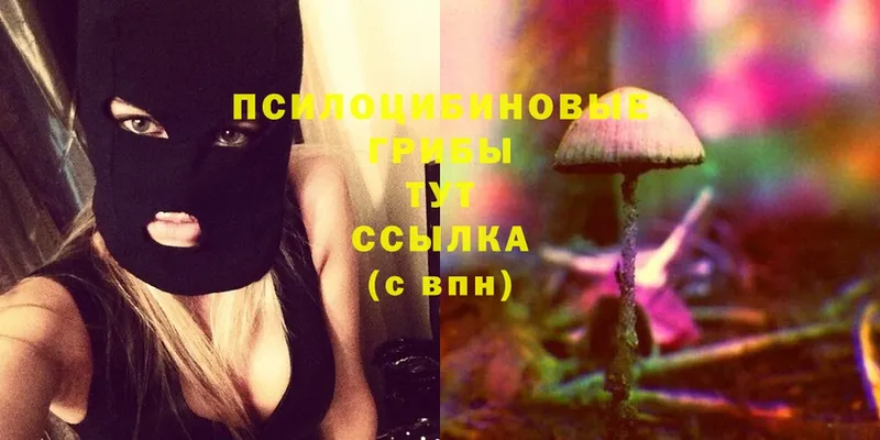 Галлюциногенные грибы Cubensis  Западная Двина 